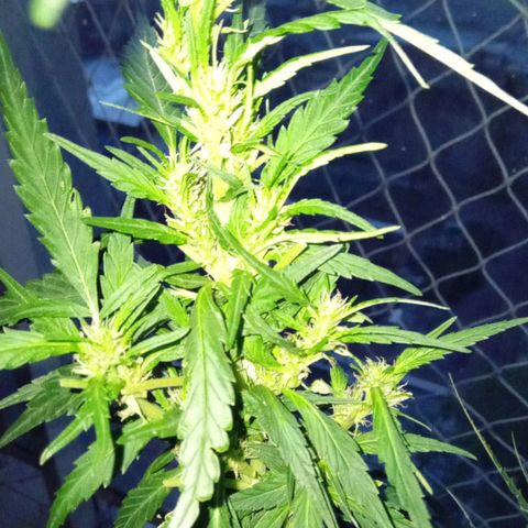 ZKIEM growlog timeline photo