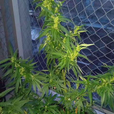 ZKIEM growlog timeline photo