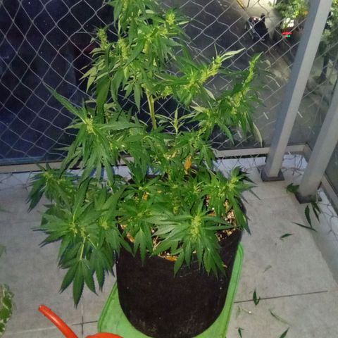 ZKIEM growlog timeline photo