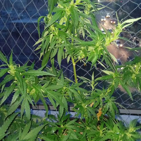 ZKIEM growlog timeline photo
