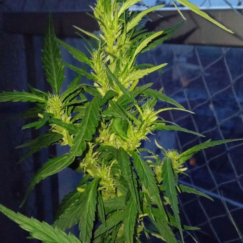ZKIEM growlog timeline photo
