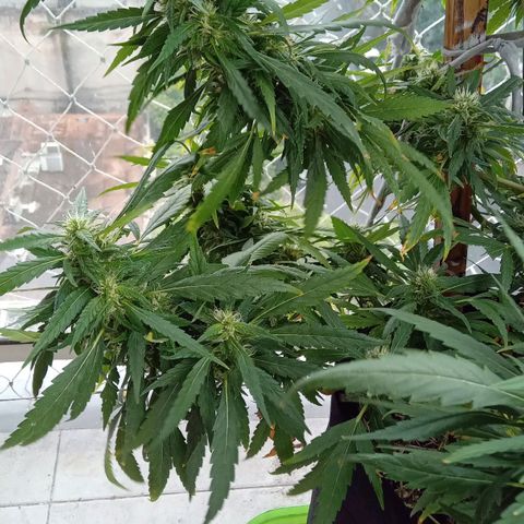 ZKIEM growlog timeline photo
