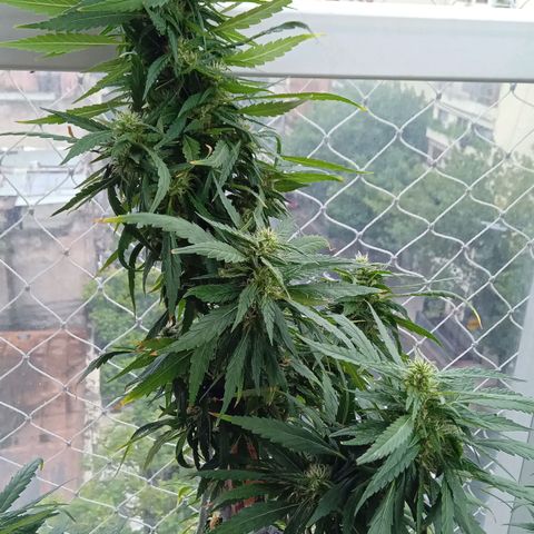 ZKIEM growlog timeline photo