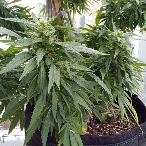 ZKIEM growlog timeline photo
