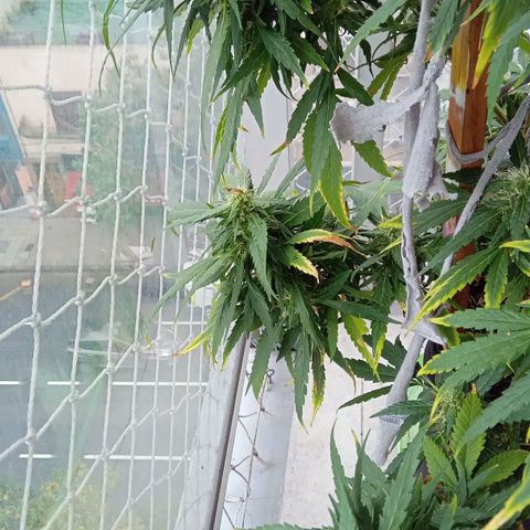ZKIEM growlog timeline photo