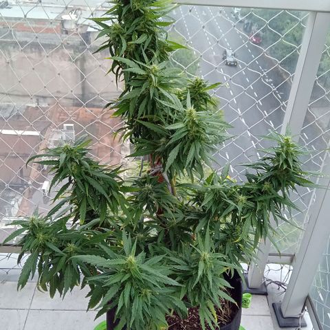 ZKIEM growlog timeline photo