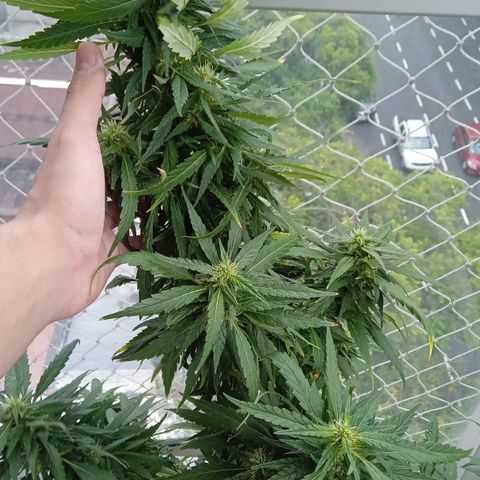 ZKIEM growlog timeline photo