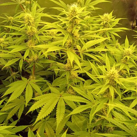 Kritikal Bilbo x AK-47 growlog timeline photo