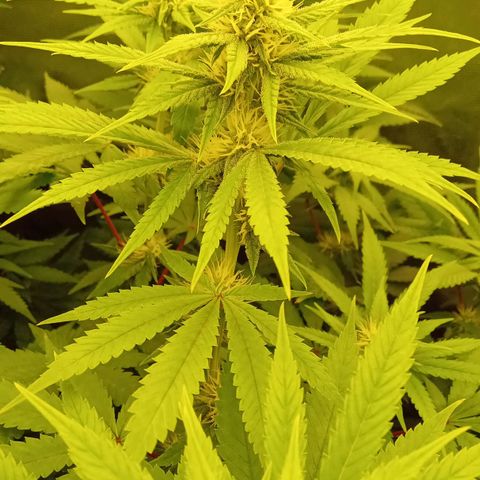 Kritikal Bilbo x AK-47 growlog timeline photo