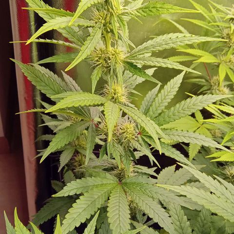 Kritikal Bilbo x AK-47 growlog timeline photo