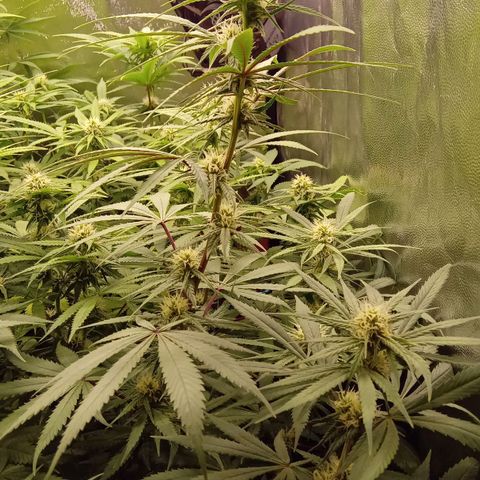 Kritikal Bilbo x AK-47 growlog timeline photo