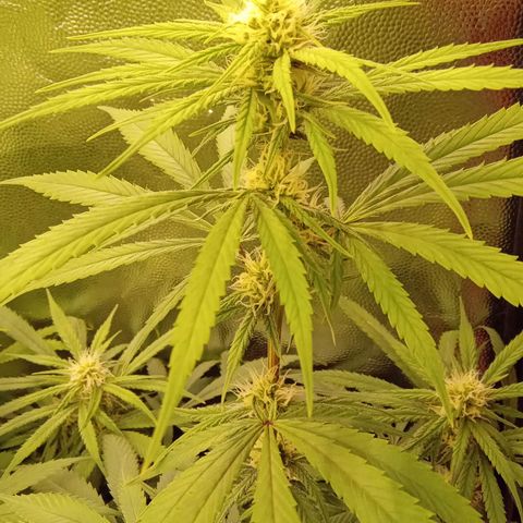 Kritikal Bilbo x AK-47 growlog timeline photo