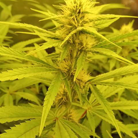 Kritikal Bilbo x AK-47 growlog timeline photo