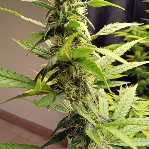Kritikal Bilbo x AK-47 growlog photo: 46 dias de flora