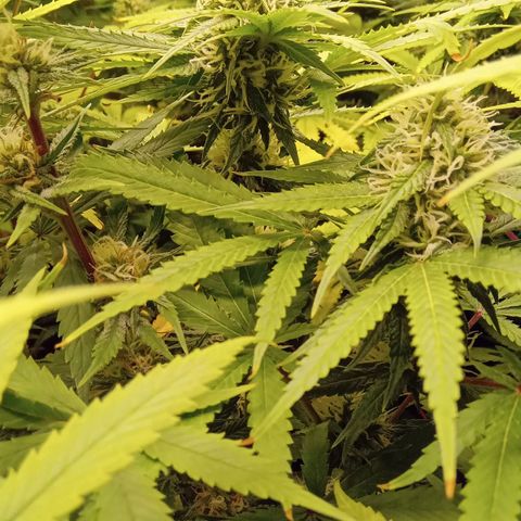Kritikal Bilbo x AK-47 growlog photo: 46 dias de flora