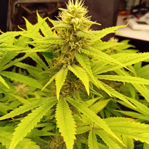 Kritikal Bilbo x AK-47 growlog photo: 46 dias de flora