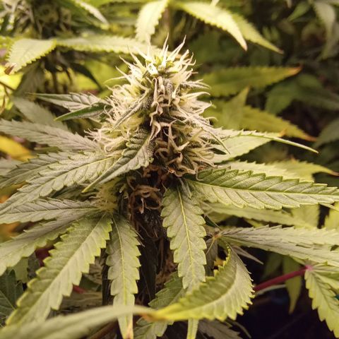 Kritikal Bilbo x AK-47 growlog photo: 46 dias de flora