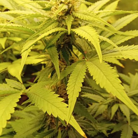 Kritikal Bilbo x AK-47 growlog photo: 46 dias de flora