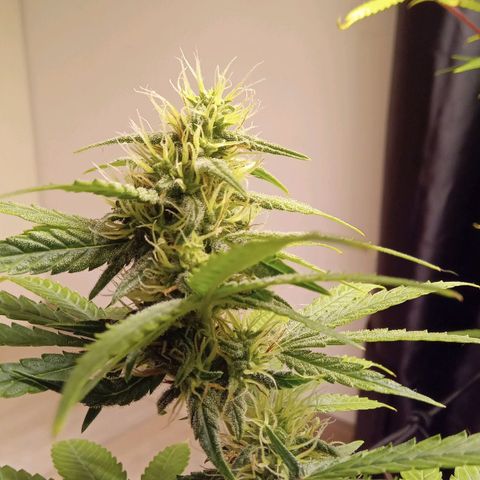 Kritikal Bilbo x AK-47 growlog photo: 46 dias de flora