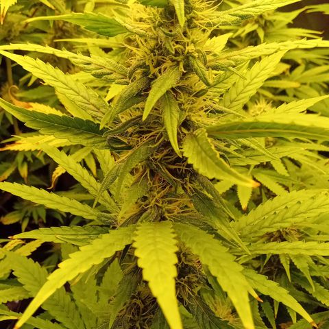 Kritikal Bilbo x AK-47 growlog photo: 46 dias de flora