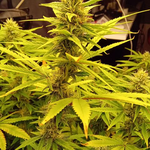 Kritikal Bilbo x AK-47 growlog photo: 46 dias de flora