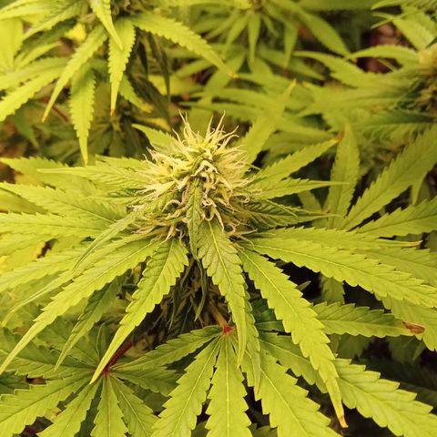 Kritikal Bilbo x AK-47 growlog photo: 46 dias de flora
