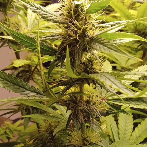 Kritikal Bilbo x AK-47 growlog photo: 46 dias de flora