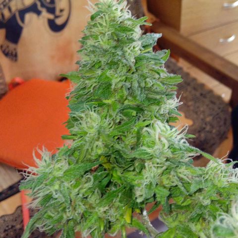 ZKIEM growlog photo: Rama más baja, la corte una semana antes para tener el dia de cosecha con maconha