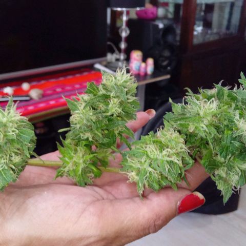 ZKIEM growlog photo: Rama más baja, la corte una semana antes para tener el dia de cosecha con maconha