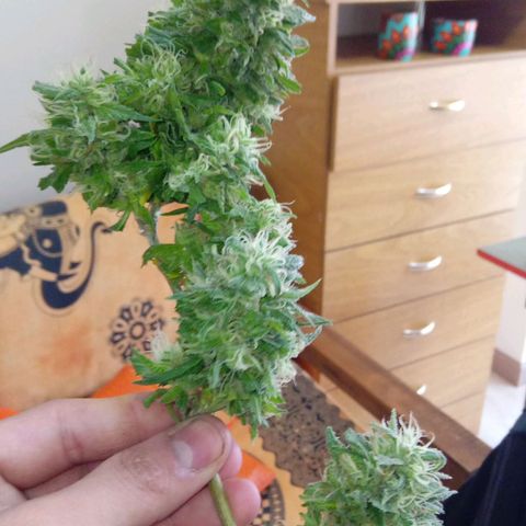 ZKIEM growlog photo: Rama más baja, la corte una semana antes para tener el dia de cosecha con maconha