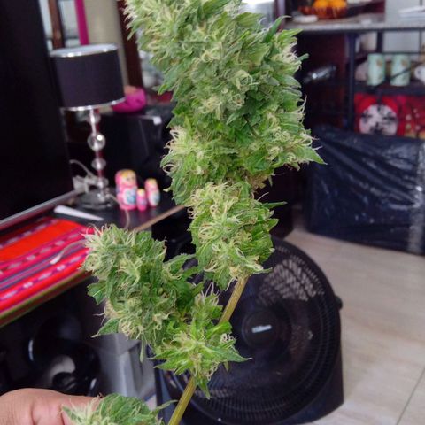 ZKIEM growlog photo: Rama más baja, la corte una semana antes para tener el dia de cosecha con maconha