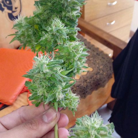 ZKIEM growlog photo: Rama más baja, la corte una semana antes para tener el dia de cosecha con maconha