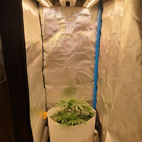 Strawberry Cough #3 growlog timeline photo