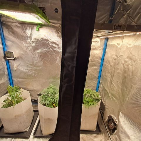 Strawberry Cough #3 growlog timeline photo