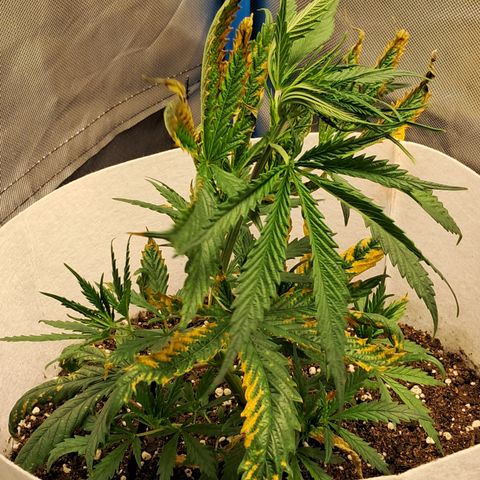 Strawberry Cough #3 growlog timeline photo