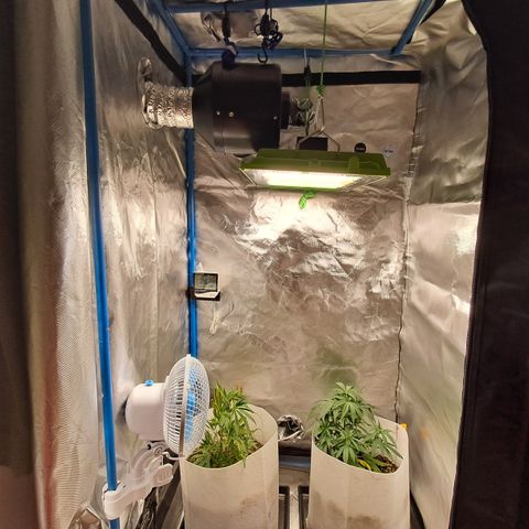 Strawberry Cough #3 growlog timeline photo