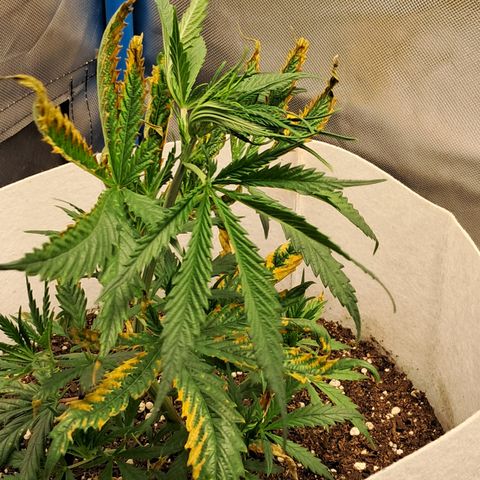 Strawberry Cough #3 growlog timeline photo