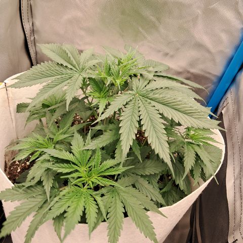 Strawberry Cough #3 growlog timeline photo