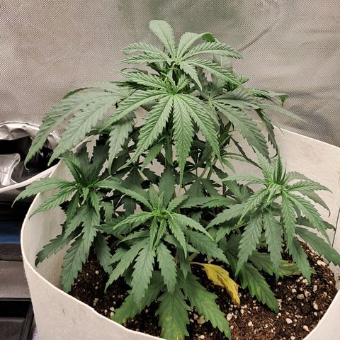 Strawberry Cough #3 growlog timeline photo