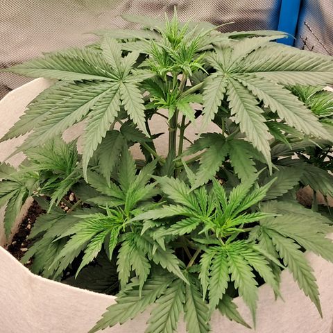 Strawberry Cough #3 growlog timeline photo