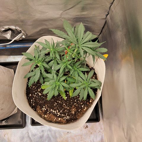 Strawberry Cough #3 growlog timeline photo