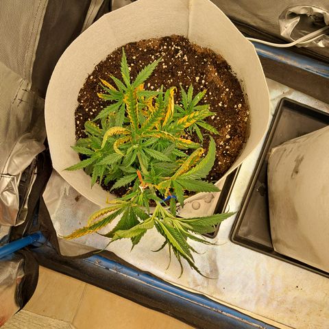 Strawberry Cough #3 growlog timeline photo