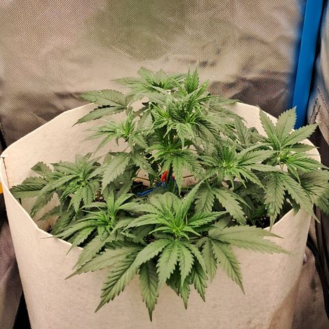 Strawberry Cough #3 growlog timeline photo