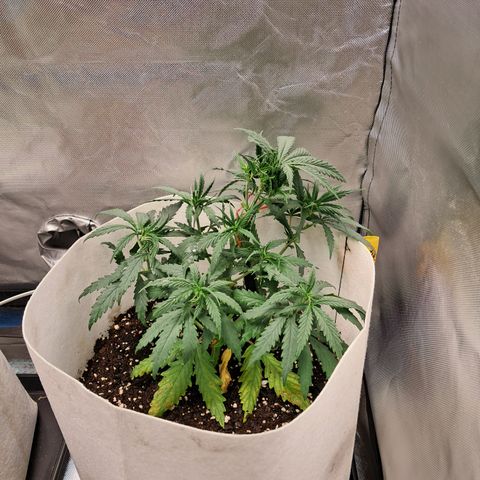 Strawberry Cough #3 growlog timeline photo