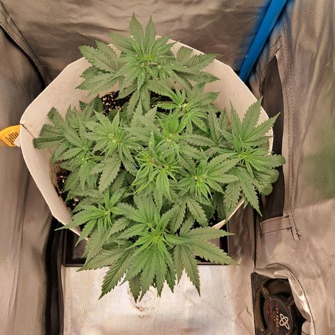 Strawberry Cough #3 growlog timeline photo