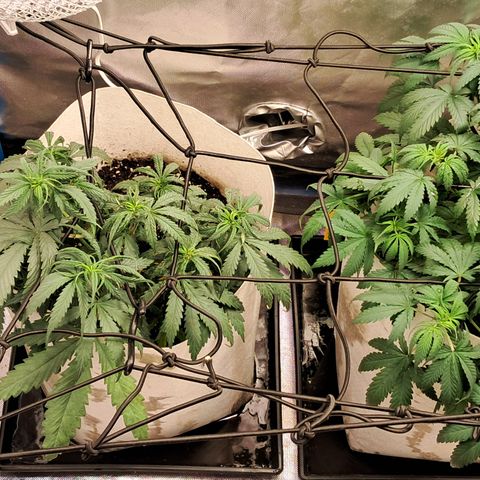 Sublimator Auto #1 growlog timeline photo
