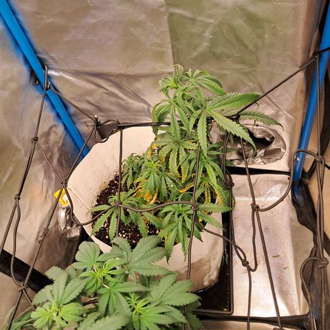 Sublimator Auto #1 growlog timeline photo