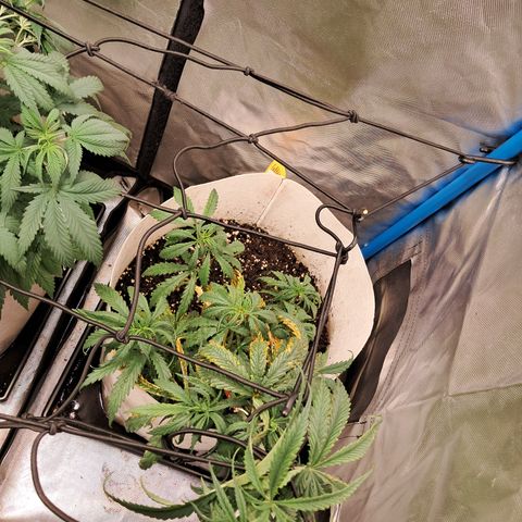 Sublimator Auto #1 growlog timeline photo