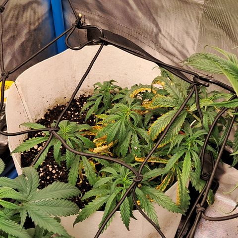 Sublimator Auto #1 growlog timeline photo