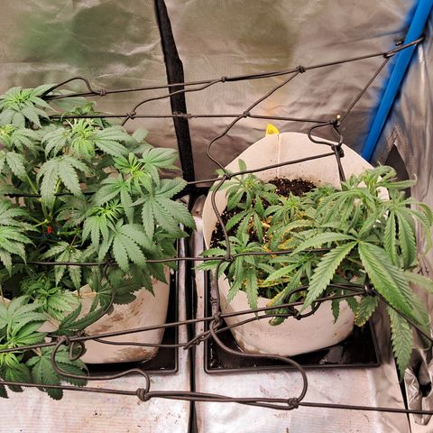 Sublimator Auto #1 growlog timeline photo